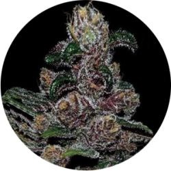 Feminized autoflower