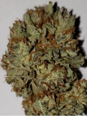 5 fresh seed Banana Runtz explosion (Regular)