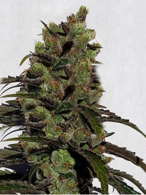 5 fresh seeds Banana Creamed fruit #3(Regular photo)