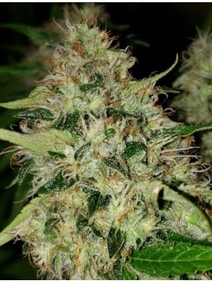 5 fresh seeds Cream Soma x Runtz (Reg)