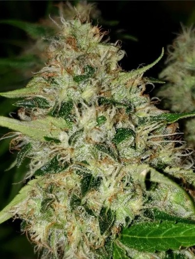 5 fresh seeds Cream soma #1(Regular)