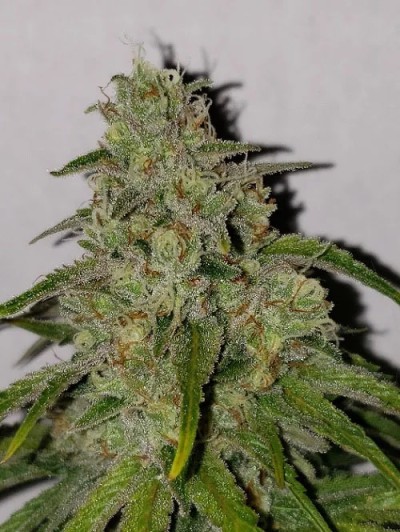 5 fresh seeds Fruity Banana #2(Regular photo)