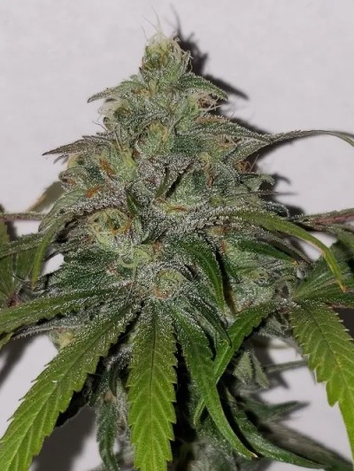 5 fresh seeds Fruity Banana Blast #3(Regular)