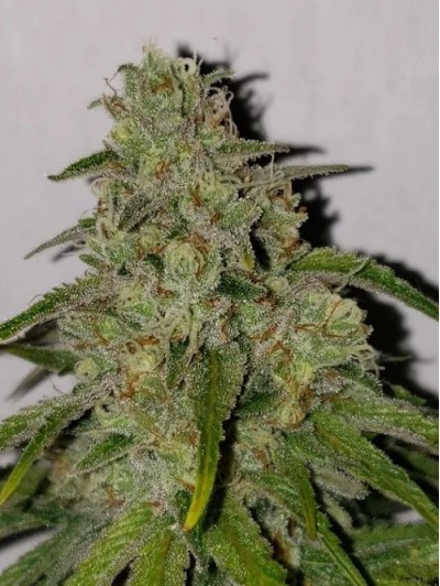 5 fresh seeds Fruity Banana Runtz (Regular)