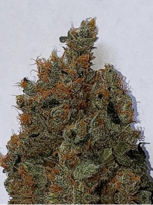 5 fresh seeds Fruity Banana explosion #3(Regular)