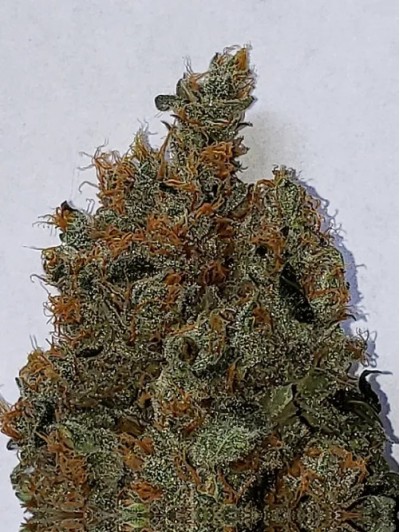 5 fresh seeds Fruity Banana explosion #3(Regular)