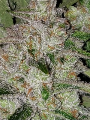 5 fresh seeds Fruity Strawnana Showgirl #3(Regular photo)