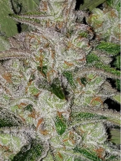 5 fresh seeds Fruity Strawnana Showgirl #3(Regular photo)