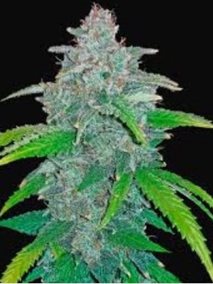 1 Seed Heavens blue dream, Think different x Blue dream Autoflower feminized