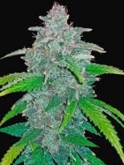 1 Seed Heavens blue dream, Think different x Blue dream Autoflower feminized