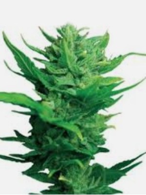 1 Seed Think different x Heavens blue dream Cross back Autoflower feminized