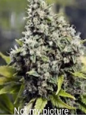 1 seed Canned fruit feminized autoflower