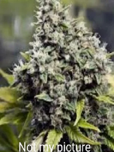 1 seed Canned fruit feminized autoflower