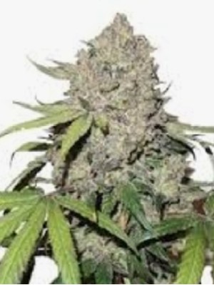 1 seed Charlotte’s angel cbd Autoflower feminized