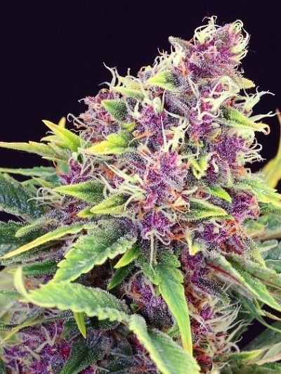 1 seed Cool dream kush Feminized autoflower