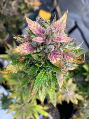 1 seed Gorilla blue Feminized autoflower