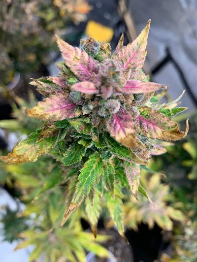 1 seed Gorilla blue Feminized autoflower