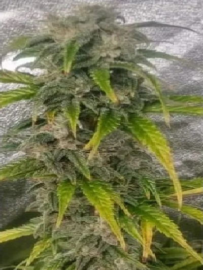 1 seed Heavens blue dream Autoflower feminized