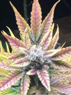 1 seed Heavens blue dream x Charlotte’s angel it’s a Dutch passion CBD strain Autoflower feminized