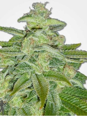 1 seed Pineapple head kush Feminized autoflower