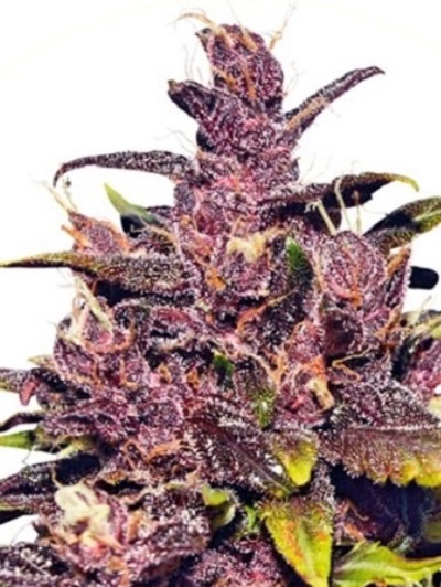 1 seed Purple angel Autoflower feminized