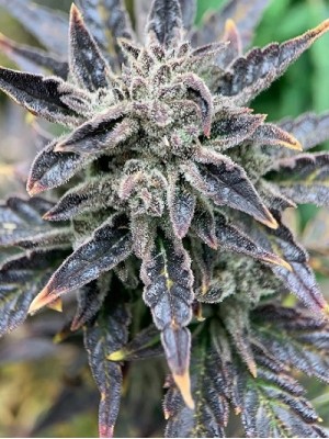 1 seed Purple kush feminized autoflower