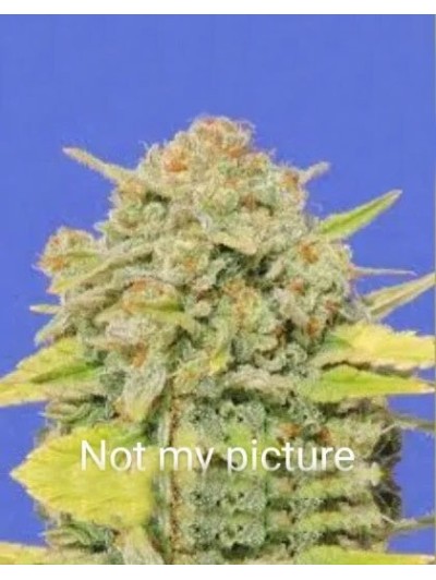 1 seed Runted candy cookies feminized autoflower