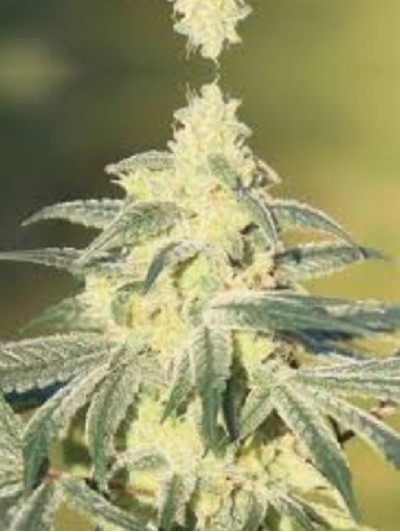 1 seed Think Gorilla Glue feminized Autoflower