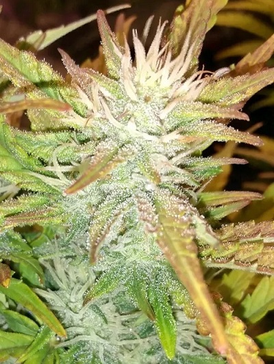 1 seed Think blue x Charlotte’s angel it’s a Dutch passion CBD strain Autoflower feminized