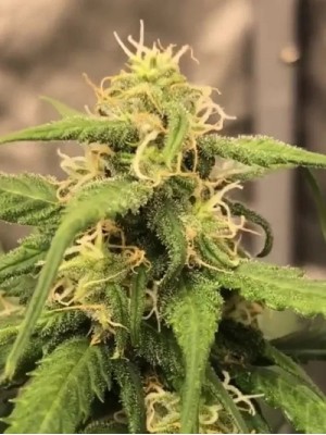 1 seed Think differently x Heavens blue dream Autoflower feminized