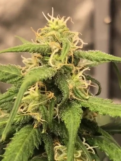 1 seed Think differently x Heavens blue dream Autoflower feminized