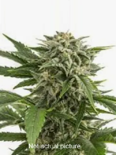 1 seed Thinking Buddha kush Feminized autoflower