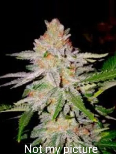 1 seed wrecked candy feminized autoflower