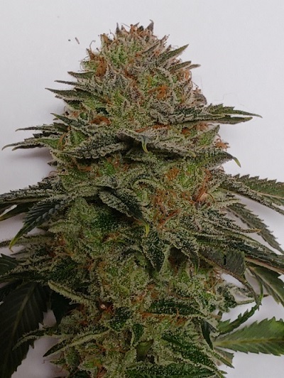 5 fresh seeds Banana Creamed fruit x High octane OG Crossback (Regular photo)