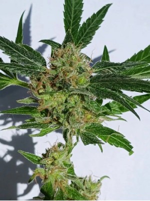 5 fresh seeds Cream soma x High octane OG Crossback (Regular Photo)