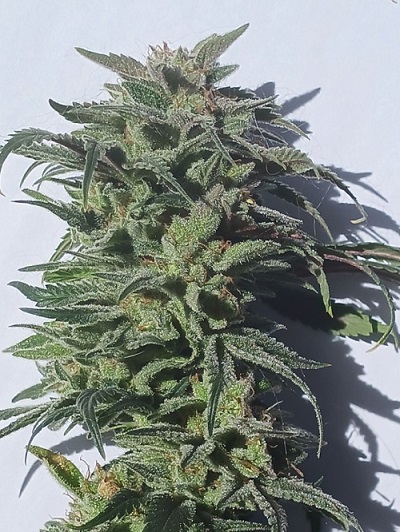 5 fresh seeds Fruity Banana Blast #3 x High octane OG Crossback (Regular photo)