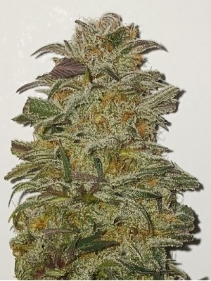 5 fresh seeds Fruity Face Nana Knock out x High octane OG Crossback (Regular Photo)