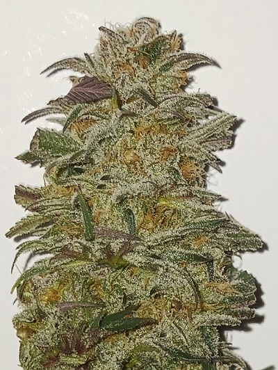 5 fresh seeds Fruity Face Nana Knock out x High octane OG Crossback (Regular Photo)