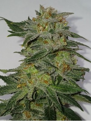 5 fresh seeds Fruity Face Punch x High octane OG Crossback (regular Photo)