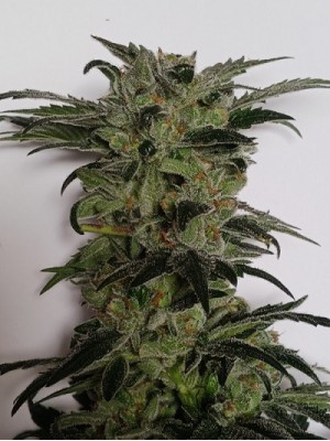 5 fresh seeds Fruity Strawnana Showgirl x HO OG Crossback (Regular Photo)