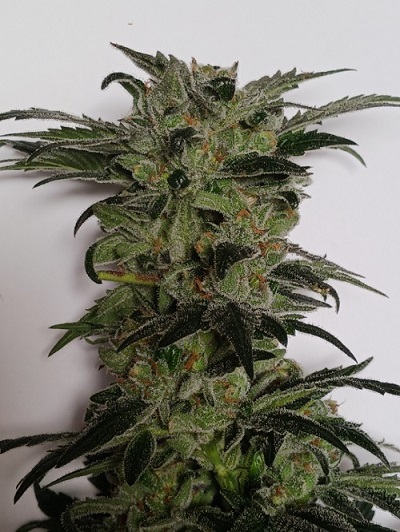 5 fresh seeds Fruity Strawnana Showgirl x HO OG Crossback (Regular Photo)