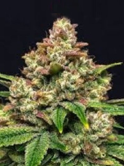 5 seeds Grease monkey Feminized regular photo