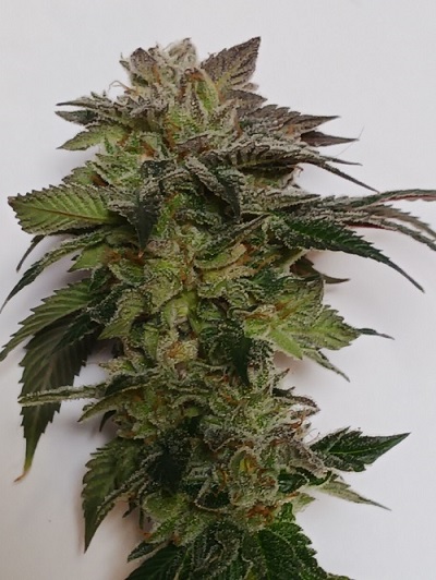 5 seeds Marios GMO cookies (regular photo)